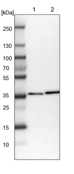 DNAJB14 Antibody in Western Blot (WB)