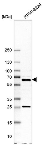 REPIN1 Antibody in Western Blot (WB)