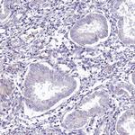 LMOD3 Antibody in Immunohistochemistry (Paraffin) (IHC (P))