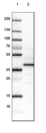 LMOD3 Antibody in Western Blot (WB)