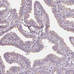 LRRC48 Polyclonal Antibody