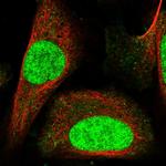 CA052 Polyclonal Antibody