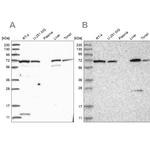 RNPEP Antibody in Western Blot (WB)