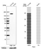 Tensin 1 Antibody in Western Blot (WB)