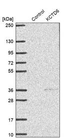 KCTD6 Antibody in Western Blot (WB)