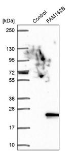 FAM162B Antibody in Western Blot (WB)