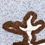 ASCL4 Polyclonal Antibody