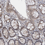 ASCL4 Antibody in Immunohistochemistry (Paraffin) (IHC (P))