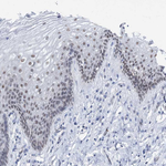 ASCL4 Antibody in Immunohistochemistry (Paraffin) (IHC (P))