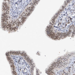 ASCL4 Antibody in Immunohistochemistry (Paraffin) (IHC (P))
