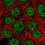 LAGE3 Polyclonal Antibody