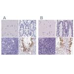SHCBP1L Polyclonal Antibody