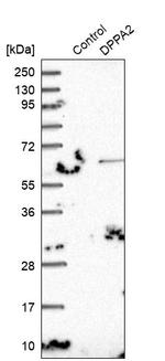 DPPA2 Antibody in Western Blot (WB)