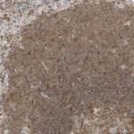 Mgea5 Polyclonal Antibody