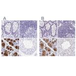 PRR27 Antibody in Immunohistochemistry (IHC)