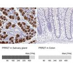 PRR27 Antibody
