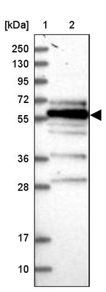 FAM126B Antibody in Western Blot (WB)