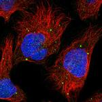 PLCH1 Polyclonal Antibody