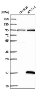 RPP14 Antibody in Western Blot (WB)