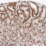 C6orf141 Antibody in Immunohistochemistry (Paraffin) (IHC (P))