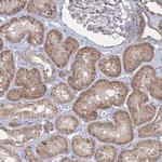 WDR49 Antibody in Immunohistochemistry (Paraffin) (IHC (P))