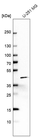 TOMM40 Antibody in Western Blot (WB)