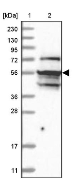 NAF1 Antibody in Western Blot (WB)