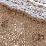 NAF1 Polyclonal Antibody