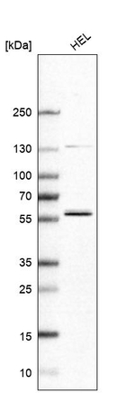 FAM98A Antibody in Western Blot (WB)