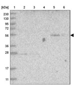 FAM98A Antibody in Western Blot (WB)