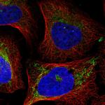 EIF2A Polyclonal Antibody