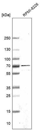 EIF2A Antibody in Western Blot (WB)