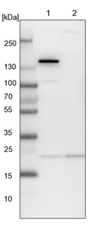 ARL3 Antibody in Western Blot (WB)