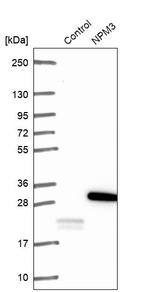 NPM3 Antibody in Western Blot (WB)