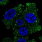 VSIG1 Antibody in Immunocytochemistry (ICC/IF)