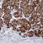 VSIG1 Antibody in Immunohistochemistry (IHC)