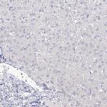 VSIG1 Antibody in Immunohistochemistry (IHC)