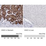 VSIG1 Antibody