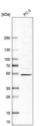 VSIG1 Antibody in Western Blot (WB)