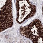 VSIG1 Polyclonal Antibody