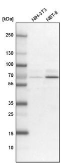 GNL3L Antibody in Western Blot (WB)