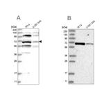 HOMEZ Antibody in Western Blot (WB)