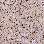 Adenylate Kinase 9 Polyclonal Antibody