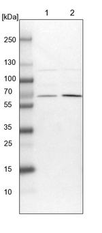 UBXD2 Antibody in Western Blot (WB)