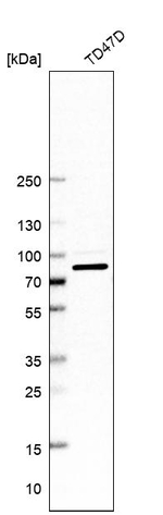 ABCF3 Antibody in Western Blot (WB)