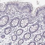 TTC26 Antibody in Immunohistochemistry (IHC)