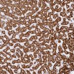 CCDC30 Polyclonal Antibody
