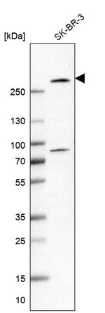 ARFGEF3 Antibody in Western Blot (WB)