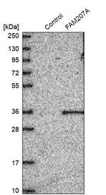 CU070 Antibody in Western Blot (WB)
