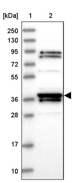 RTN4IP1 Antibody in Western Blot (WB)